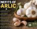Benefits of garlic