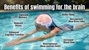 Benefits of swimming for the brain